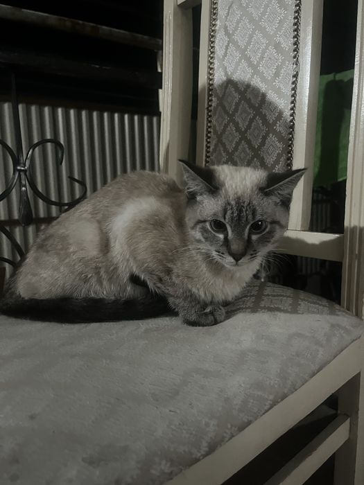 Отдам кота бесплатно.