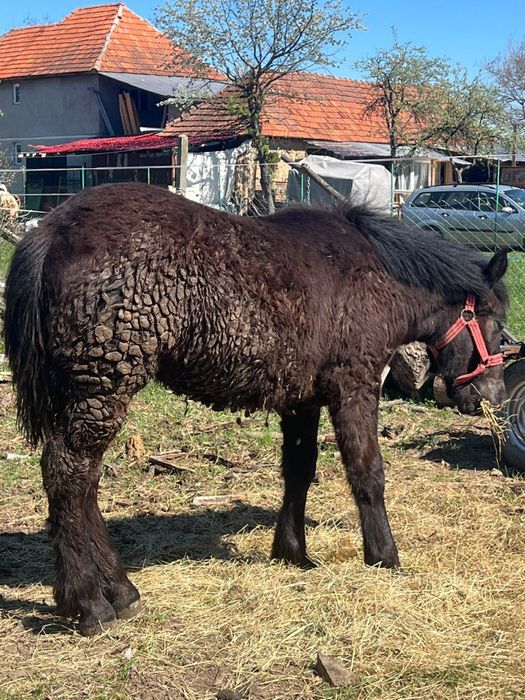 Vand o manza neagra din parinti buni