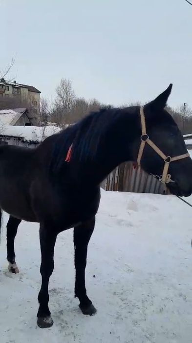 Продам иноходца амереканца