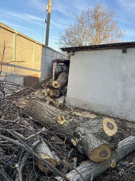 Поваляне на опасни дървета