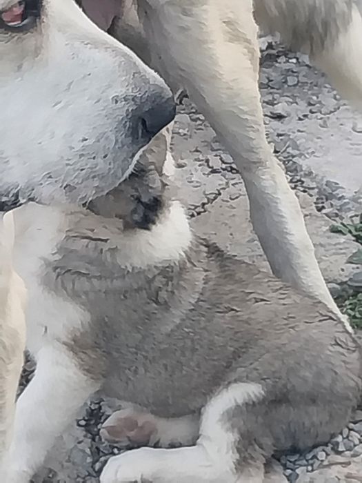 Кушик тобет щенок [самка]