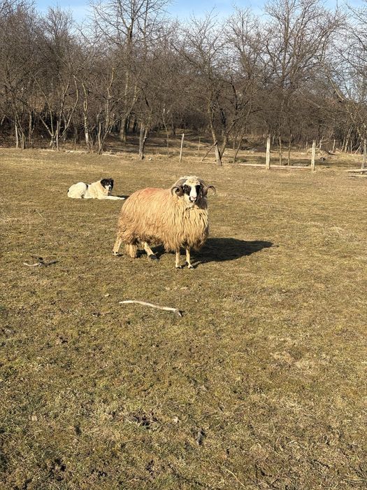 De vanzare un berbec de 1 an si unu de 2 ani