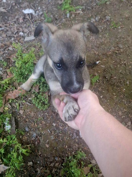 Отдам щенка в добрые руки