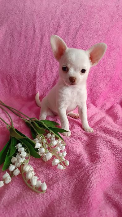 Мини. девочка чишка