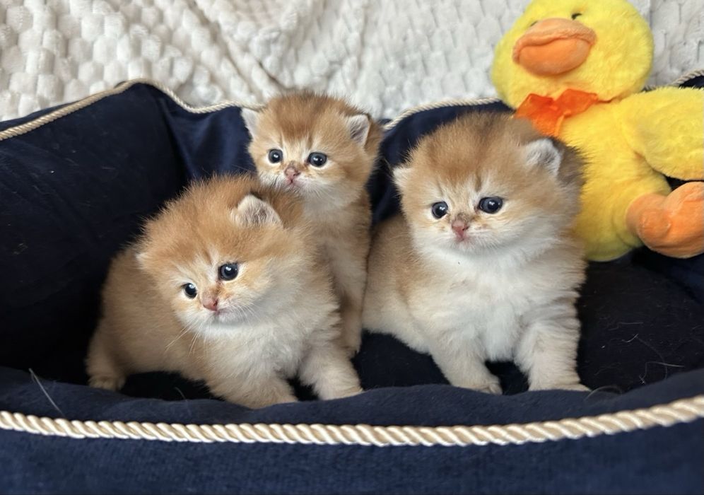 Златни британски чинчили