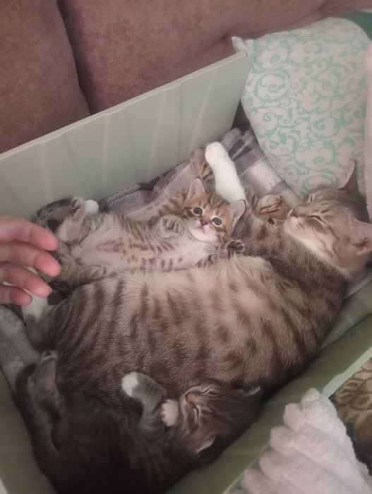 Вислоухая и прямоухий леопардики