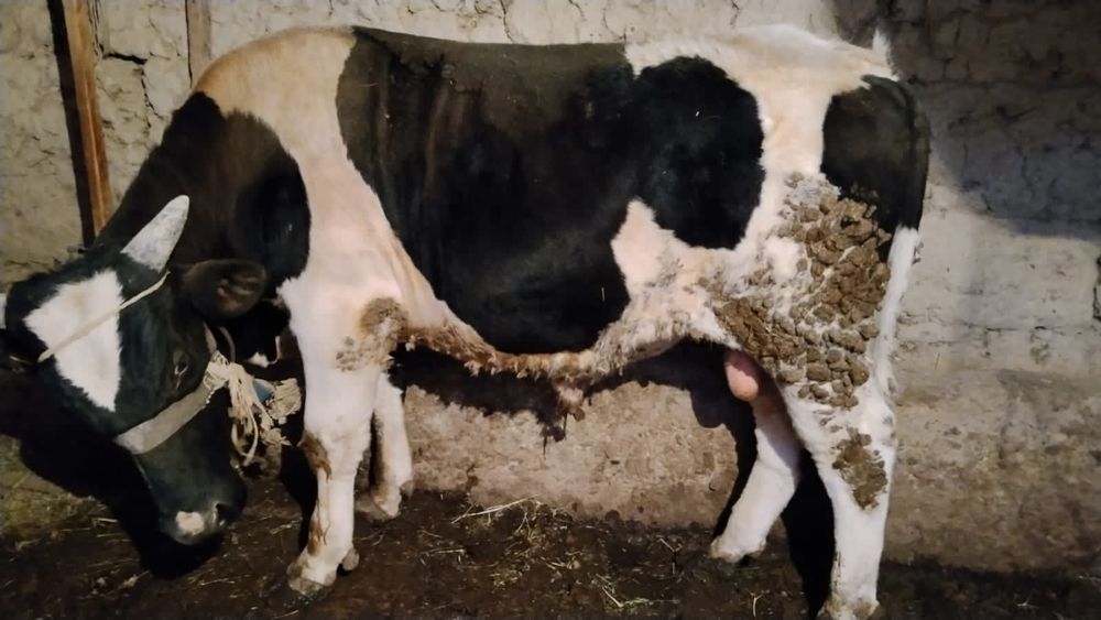 Бұқа (бык) 1 жасар сатылады