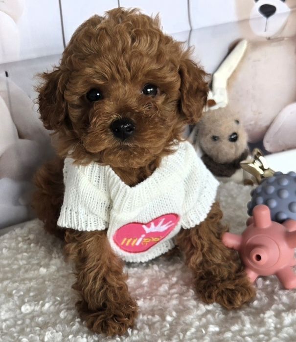 Пудел той /Poodle toy с генетични тестове на родителите / родословие