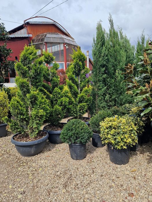 Plante ornamentale