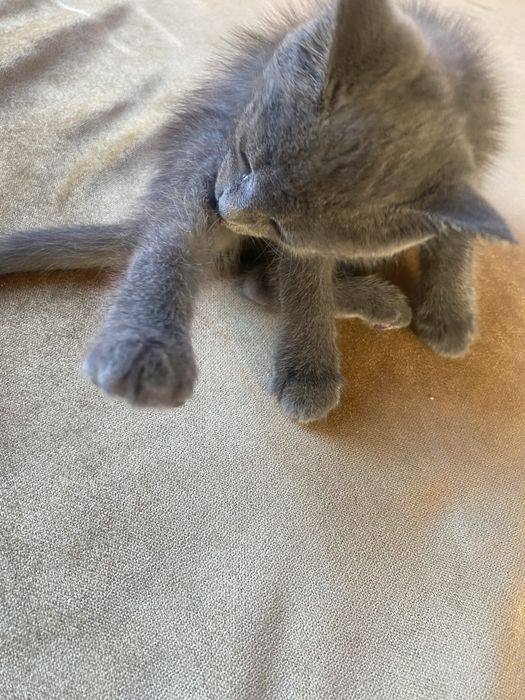 Кошкаа.