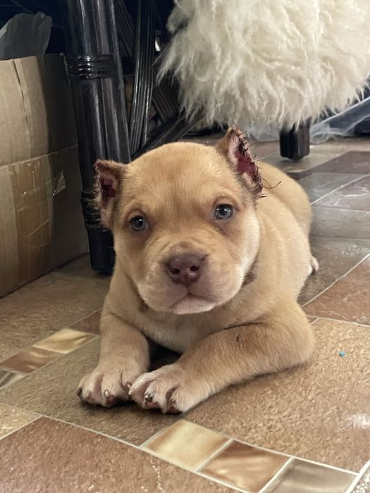 Американский булли