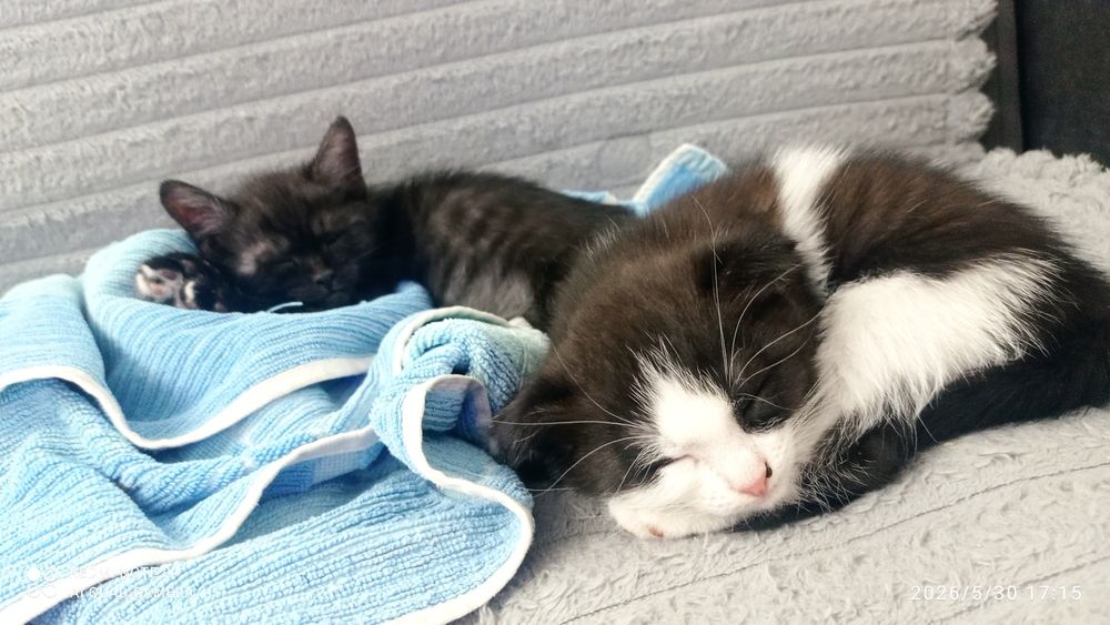 Котята мальчик и девочка