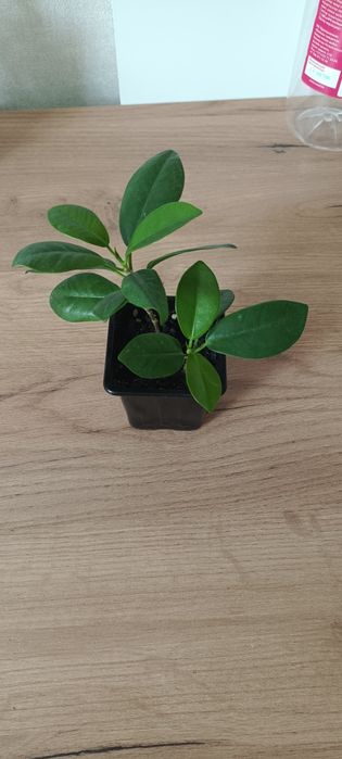 Фикусы мокламе, твилайт