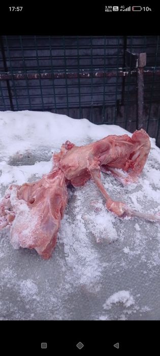 Скилеты куриные мешками