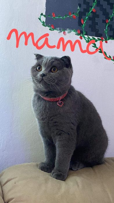 Pisicuța draguța