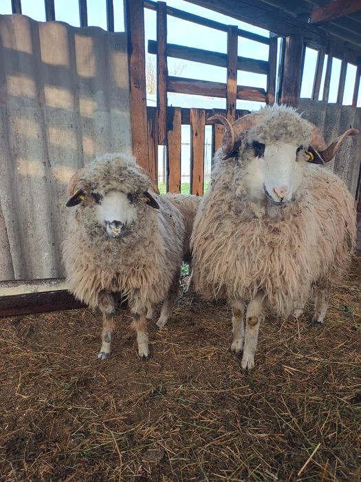 Vând berbecuți crescuți natural