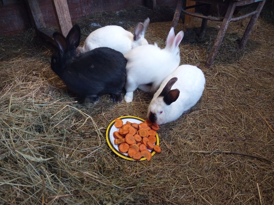 Продам самцов и самок кролика