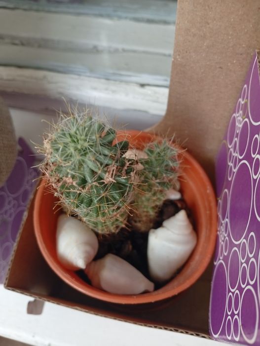 ,Молочай,кактусы,женское счастье