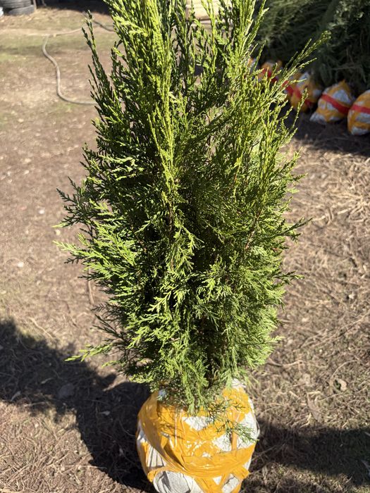 Туи, можжевельник