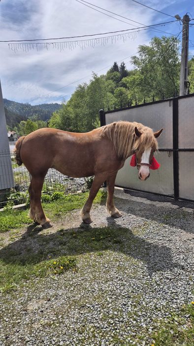 Vand iapă detalii la numărul de telefon