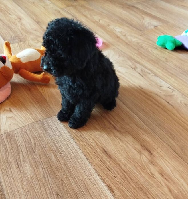 Мини пудел/Mini poodle