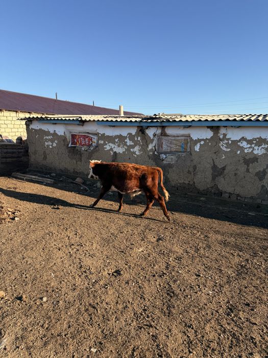 Сатылады бұқа қалаға жақын ауылда