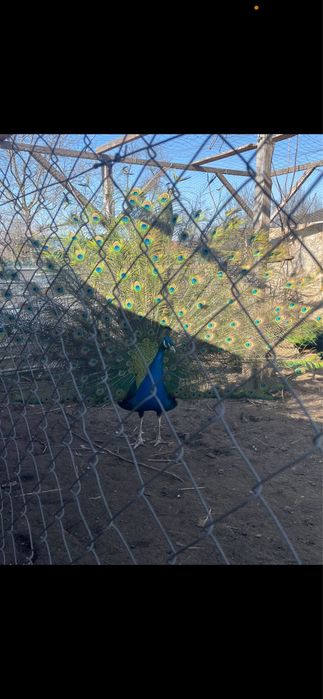 Păun umăr negru de 4 ani