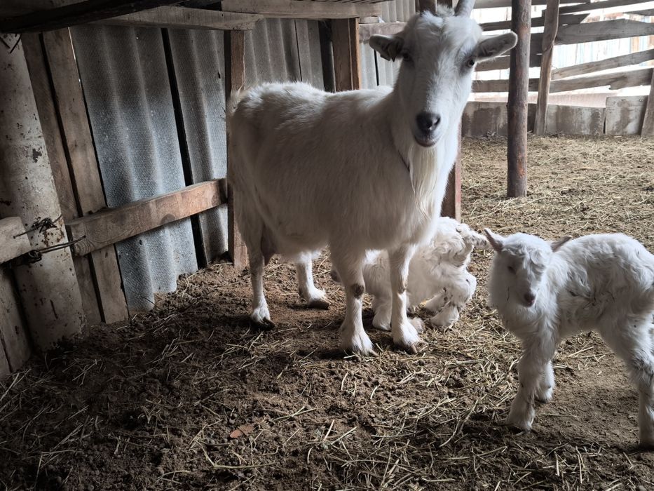 Срочна Орыс ешкі екі лағымен сатылады