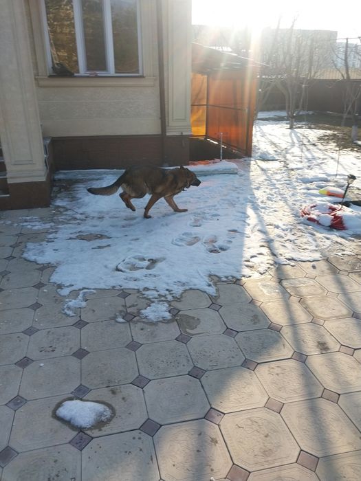 Продам собаку овчарка