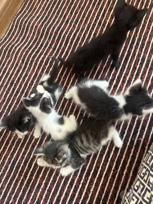 Котята 2 месяца