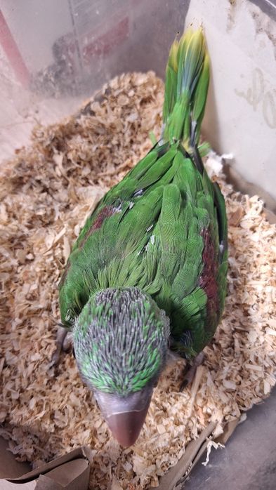 Micul și marele Alexander ,perusi standard, agapornis, zebre ,gulzi ,