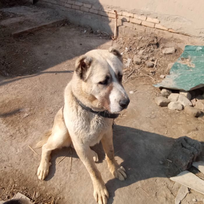 Алобай 1 ёшар булди