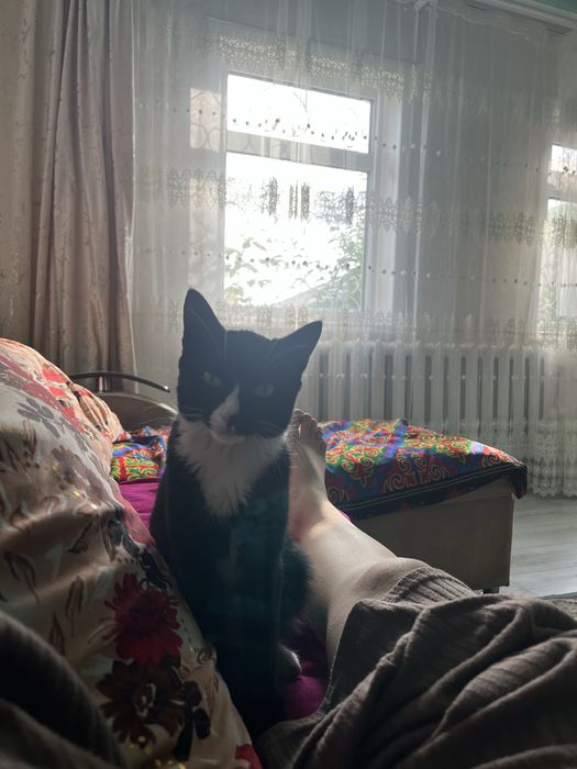 Пропал кот, позвоните