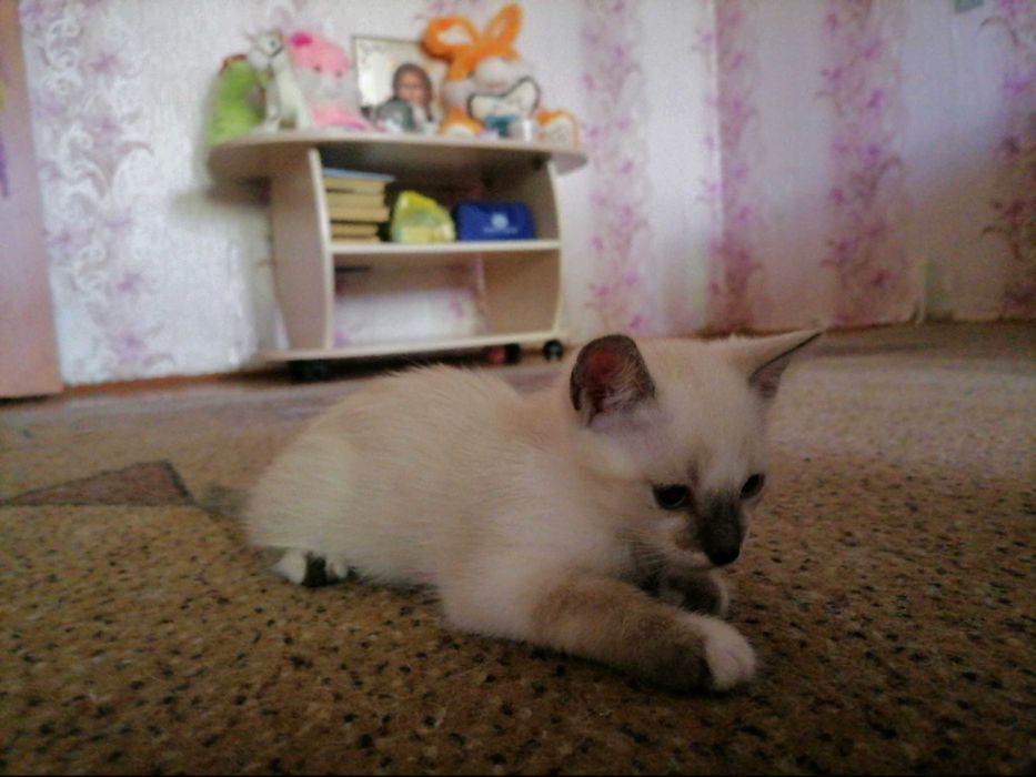 Котики сиамские, домашние.