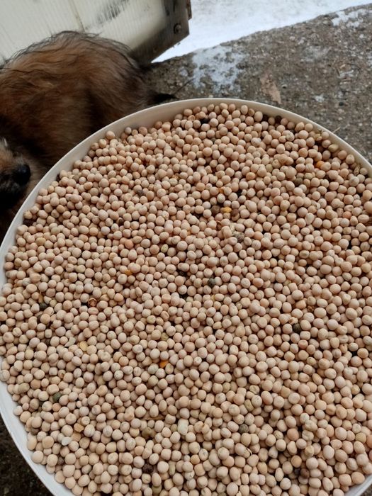 Vând mazăre furajera, bună pentru semanat