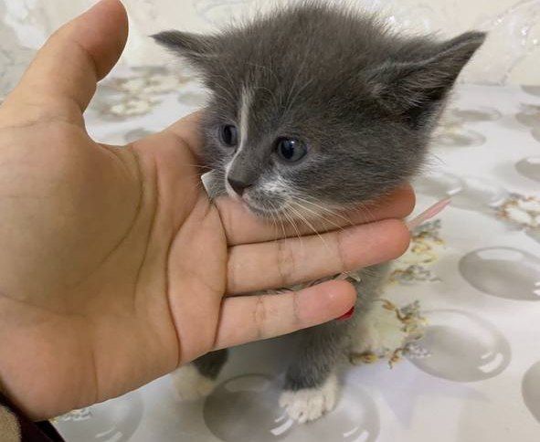 Британский котенок