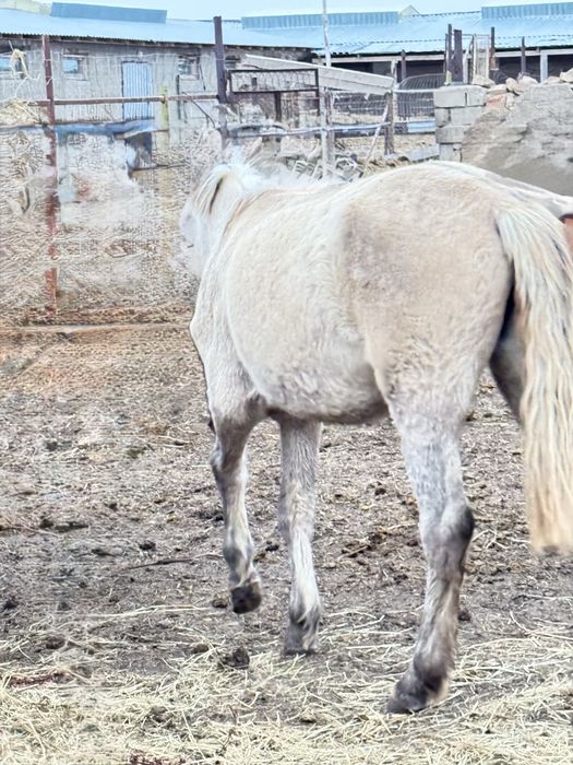 Соғымға жылқылар сатылады