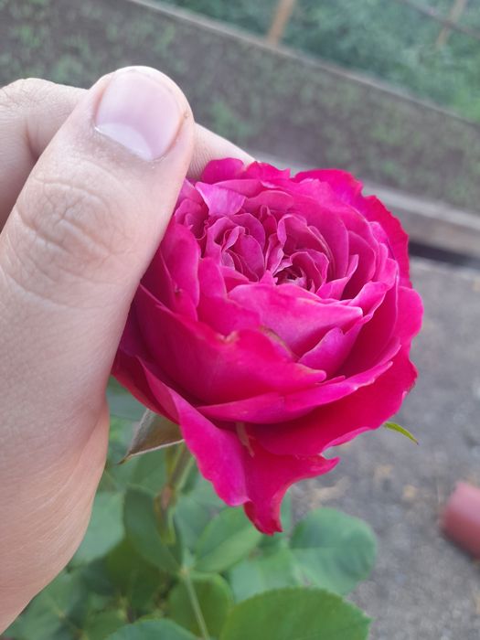 Atirgul (Roza) ko‘chatlari