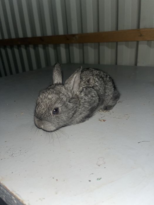 Продадим 4 кралчат