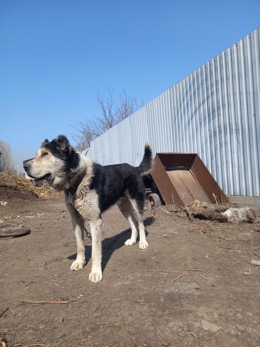 Алабай еркек кабель