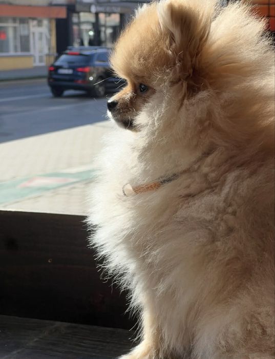Vand caine Pomeranian