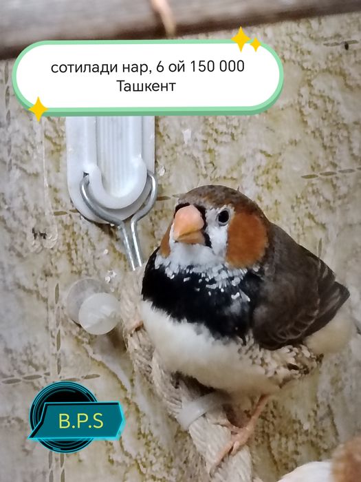 Зебровые амадины