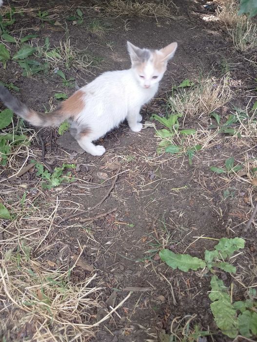 Подарявам малки котета на два месеца