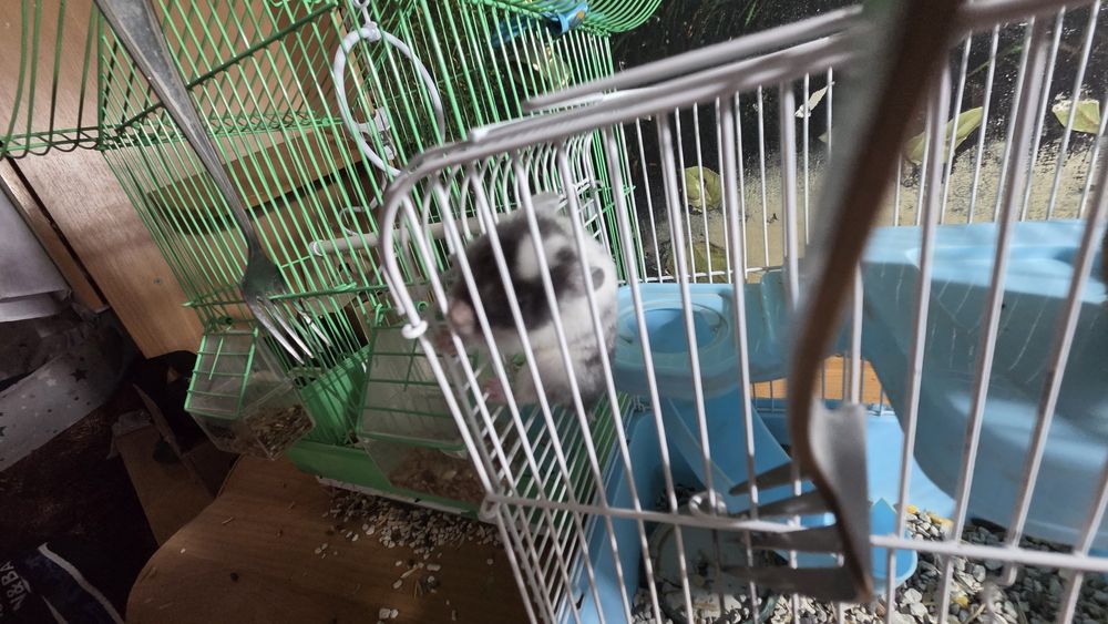 Хомяки хамстеры милые