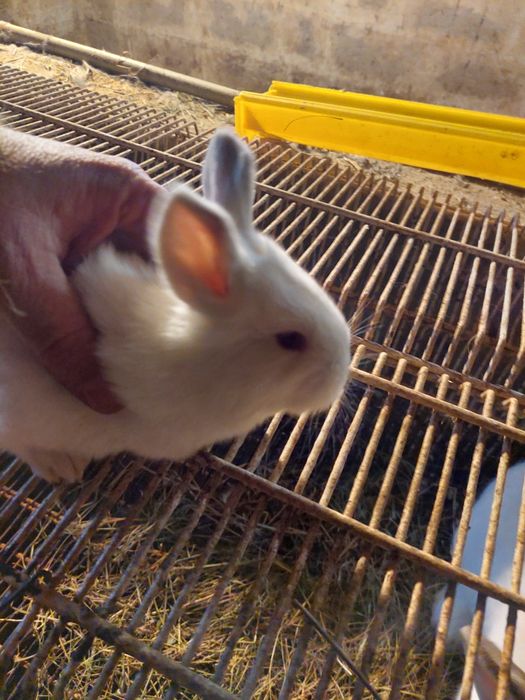 Зайци пеперуда и калифорнииски