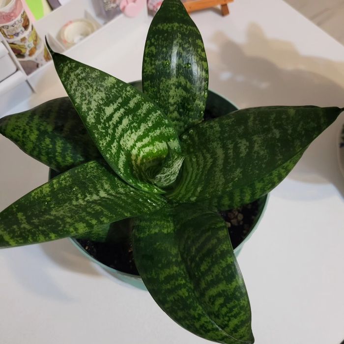 Сансевиерия,  20 см.