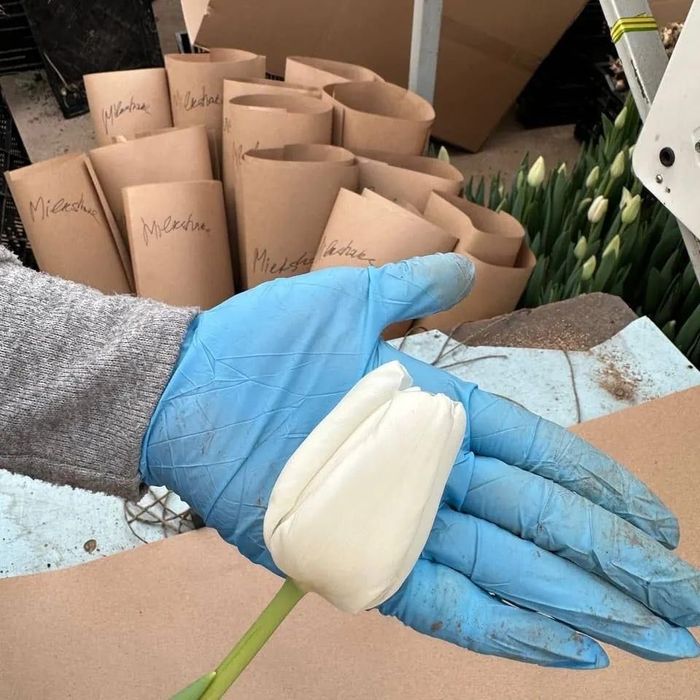 Тюлпан оптом теплица