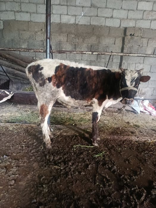 Буқалар сатылады