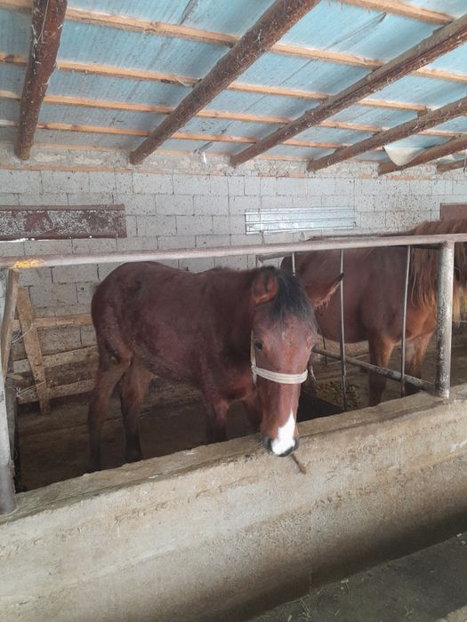 Тайлар сатылады.ст.Тулкибаста