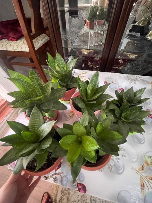 Цветы комнатные продаются